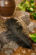 Schwarze Feder, 20–25 cm