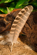 Pióro bażanta, 10–18 cm