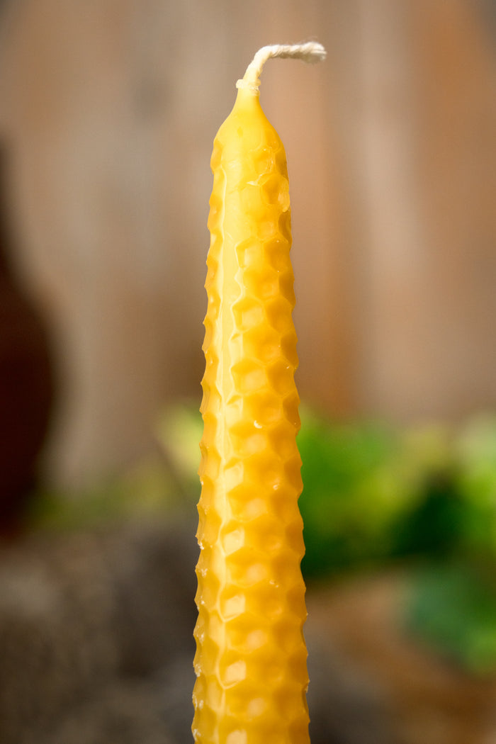 Gerolde bijenwaskaars 24 cm, set van 7