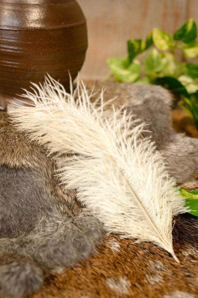 Cremefarbene Feder, 20–25 cm