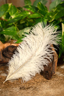 Crèmefärgad fjäder, 20 till 25 cm