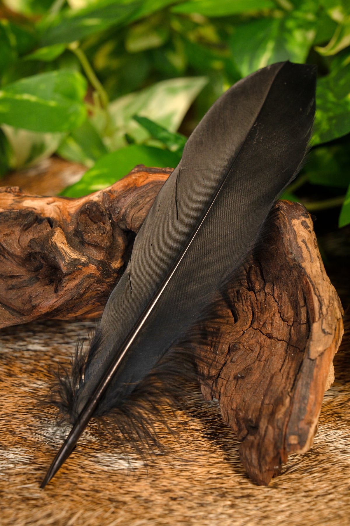 Gåsefjer, sort, 15–21 cm