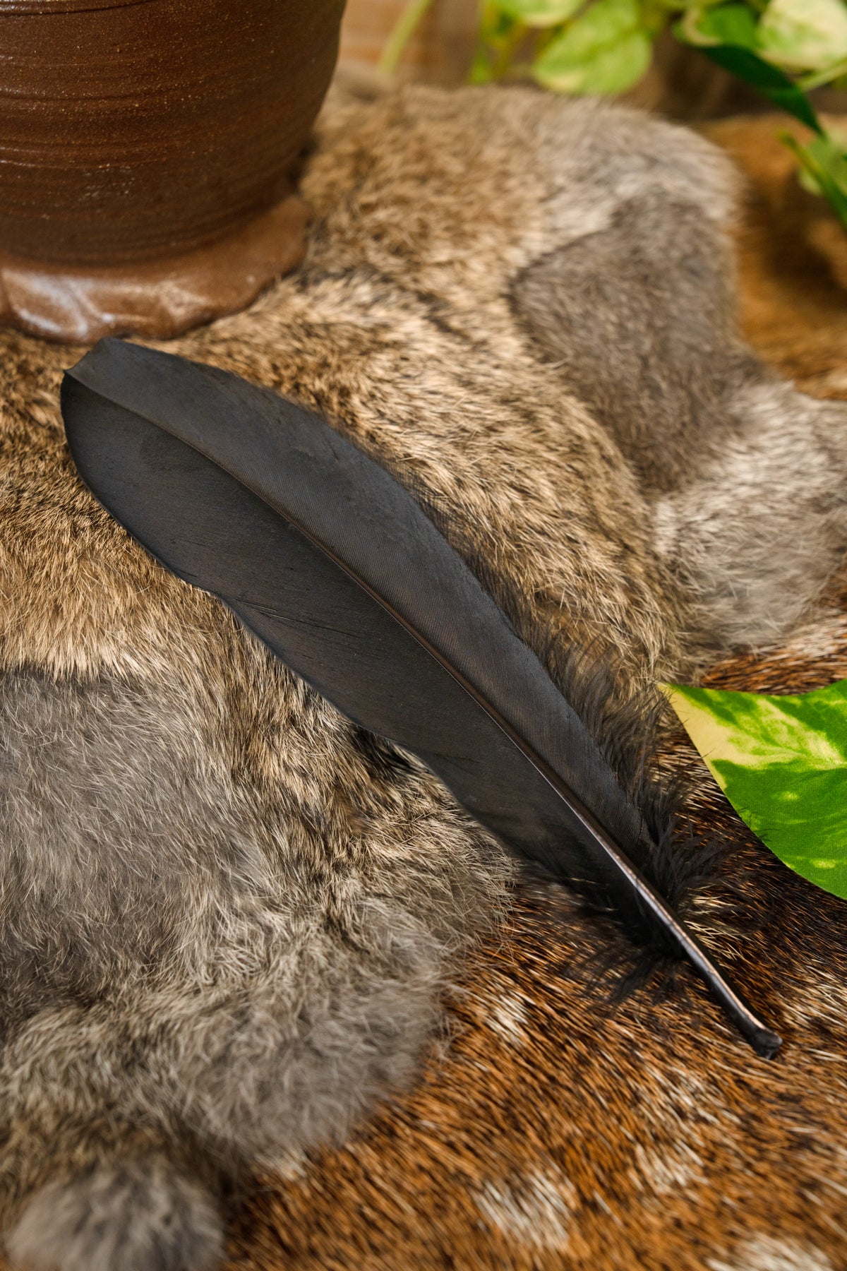 Gåsefjer, sort, 15–21 cm