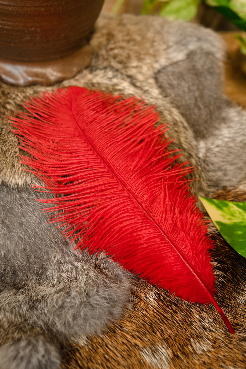 Rote Feder, 20–25 cm