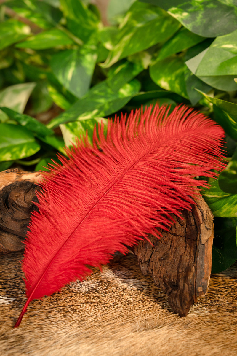 Rote Feder, 20–25 cm