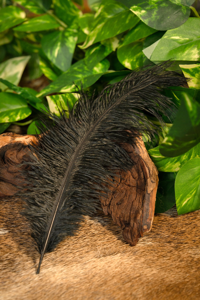 Black feather, 20-25 cm