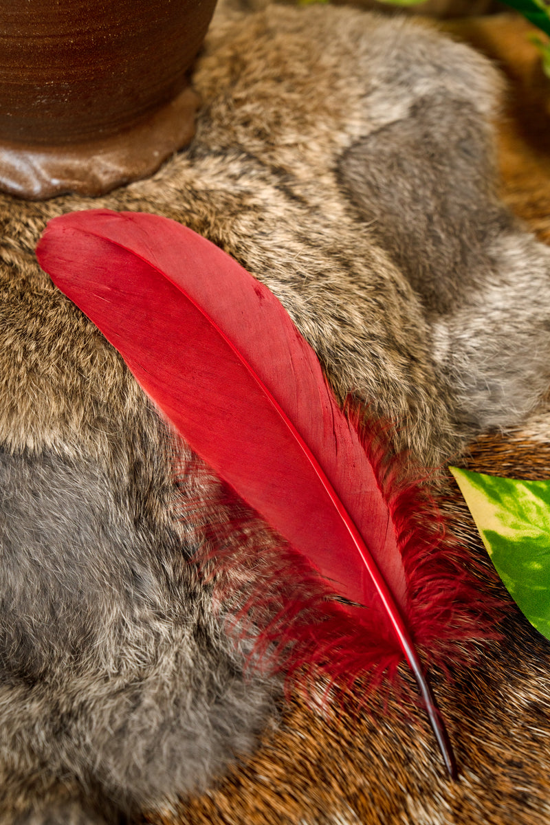 Gänsefeder rot, 15–21 cm