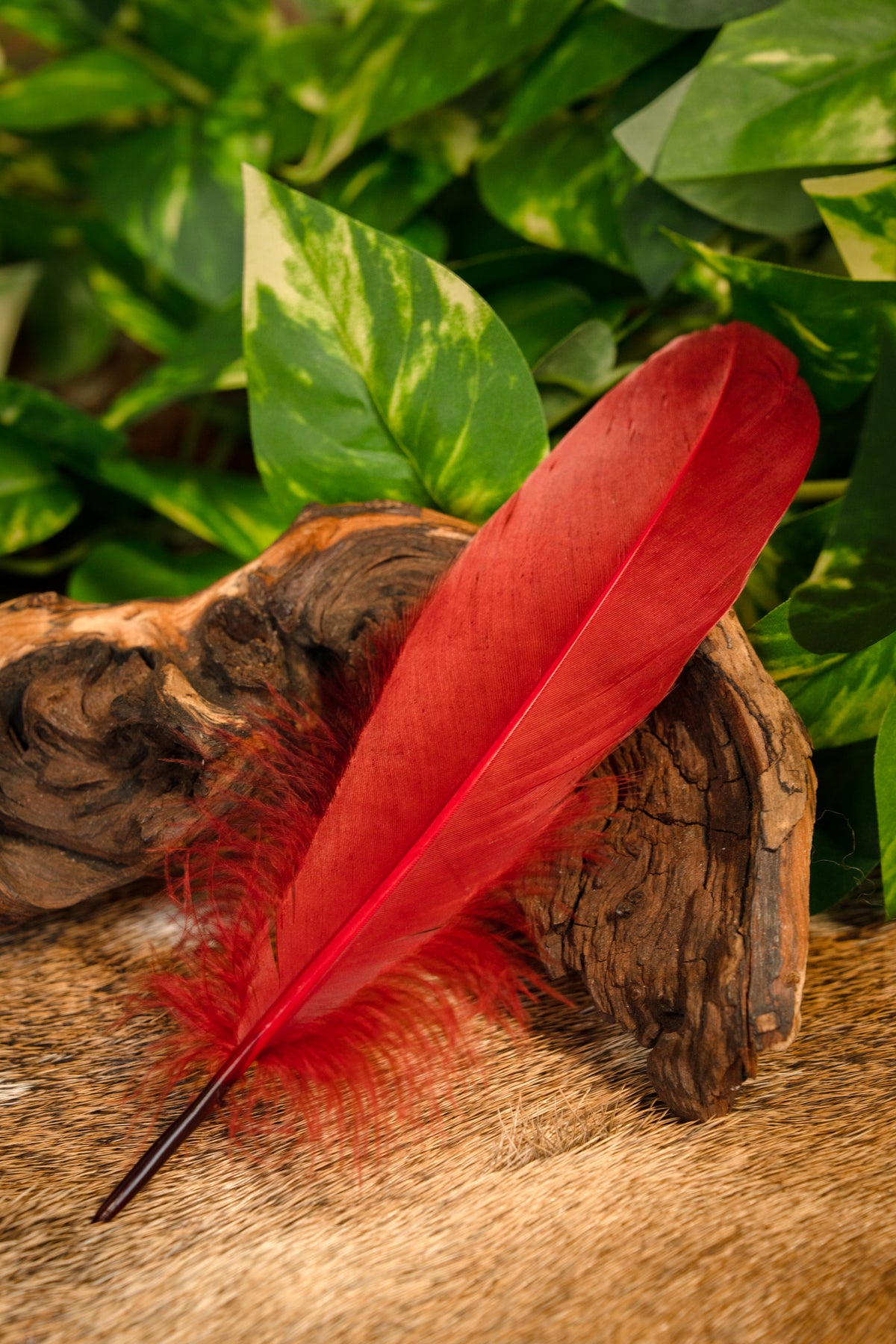 Gåsfjäder röd, 15 till 21 cm