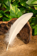 Gänsefeder weiß, 15–21 cm