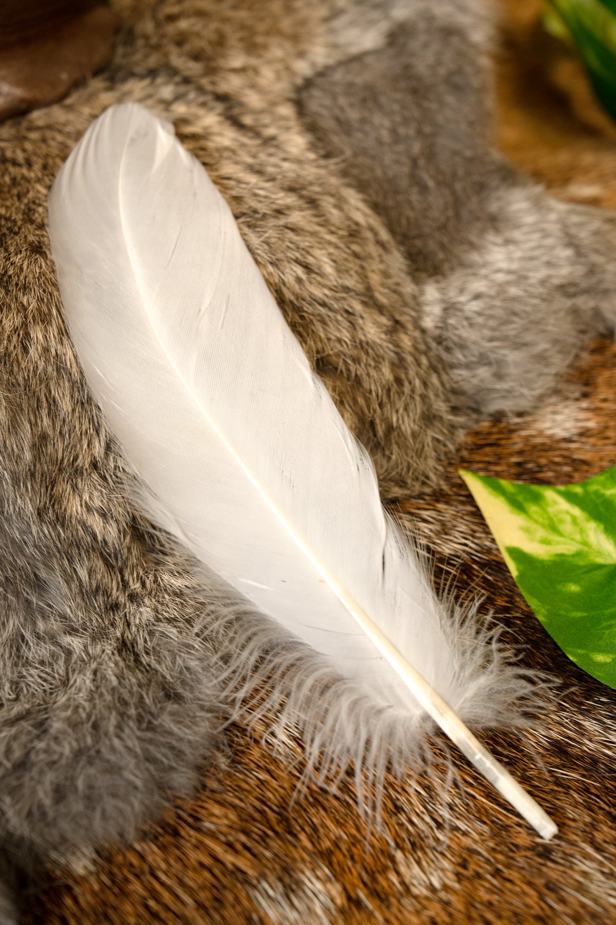 Gänsefeder weiß, 15–21 cm