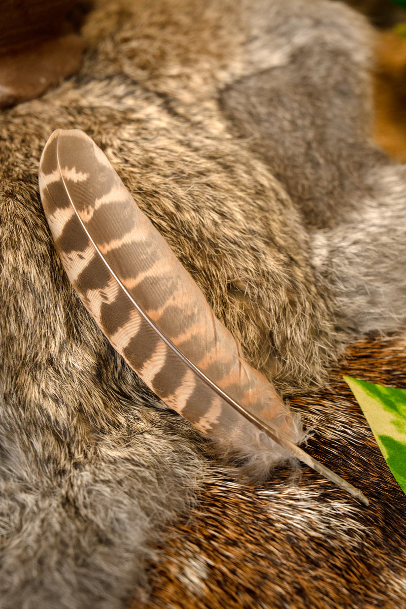 Fazantenveer, 10-18 cm