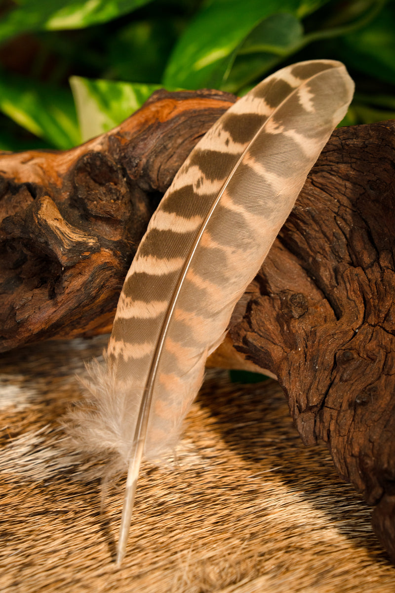 Fazantenveer, 10-18 cm