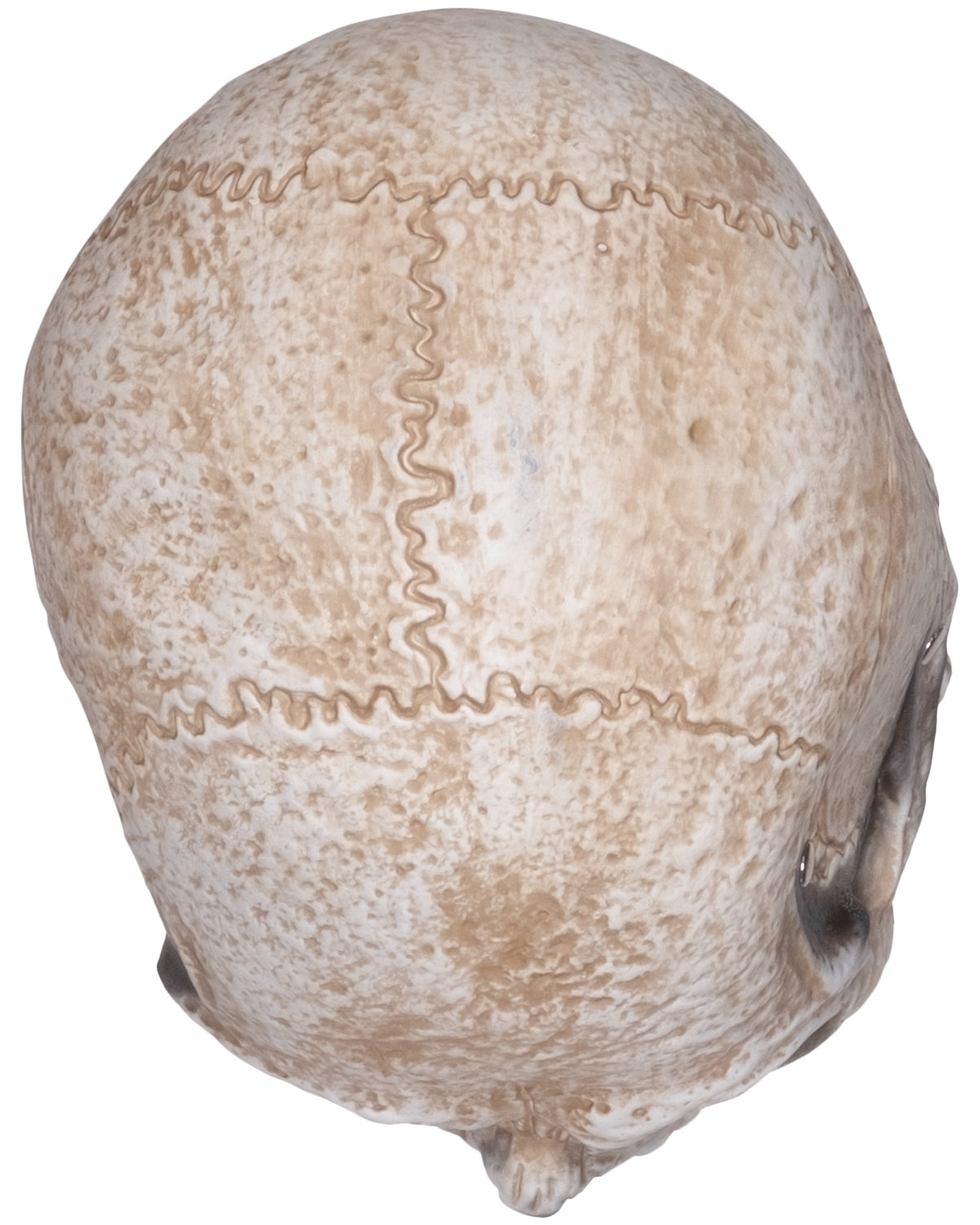 Masker schedel met onderkaak - detail 3