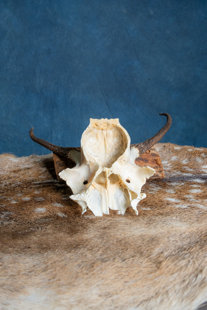 Czaszka jelenia szlachetnego Cernunnos