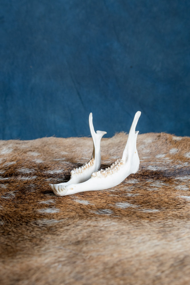 Lower jaw of roe deer