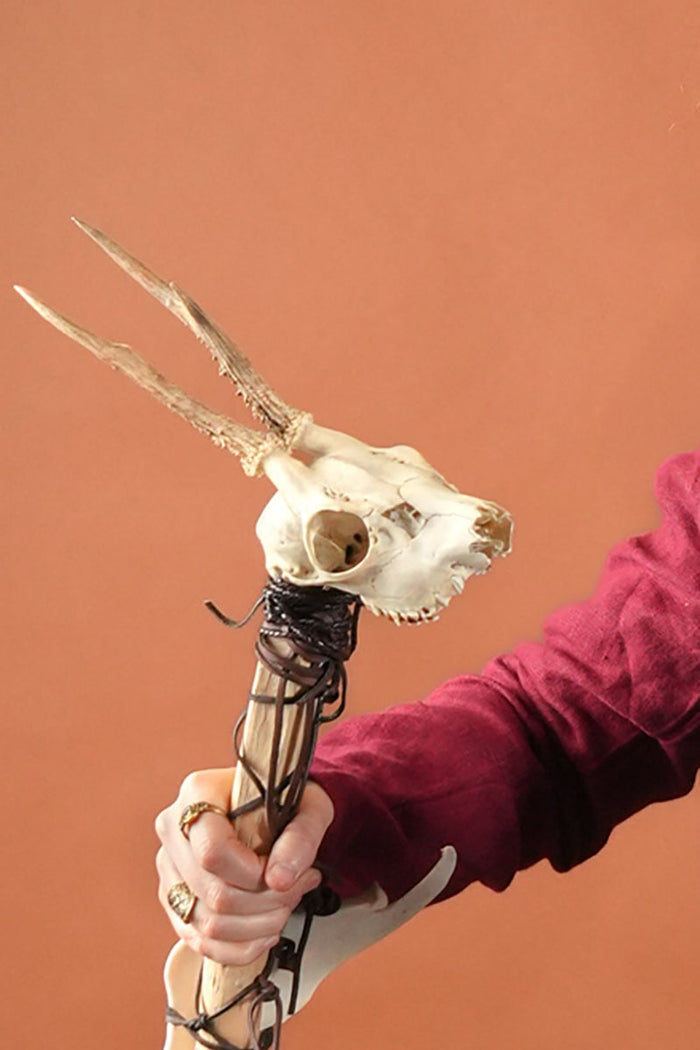 Deer skull with antlers and jaws