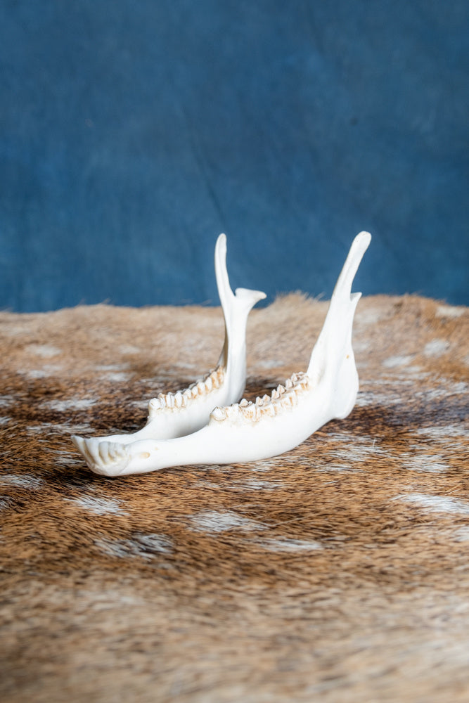 Lower jaw of roe deer