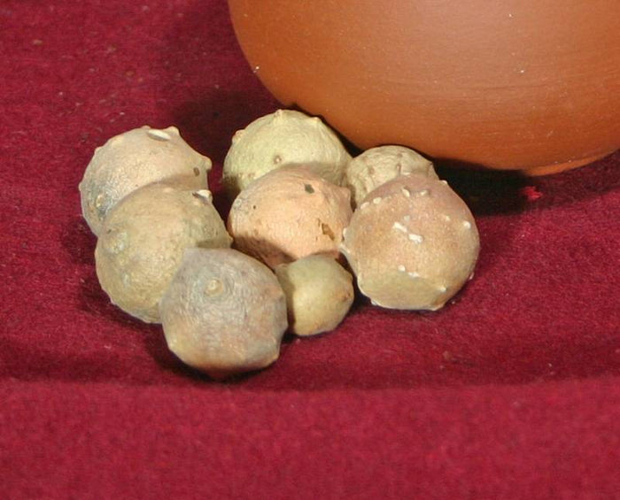 Galæbler til blæk (80 gram)