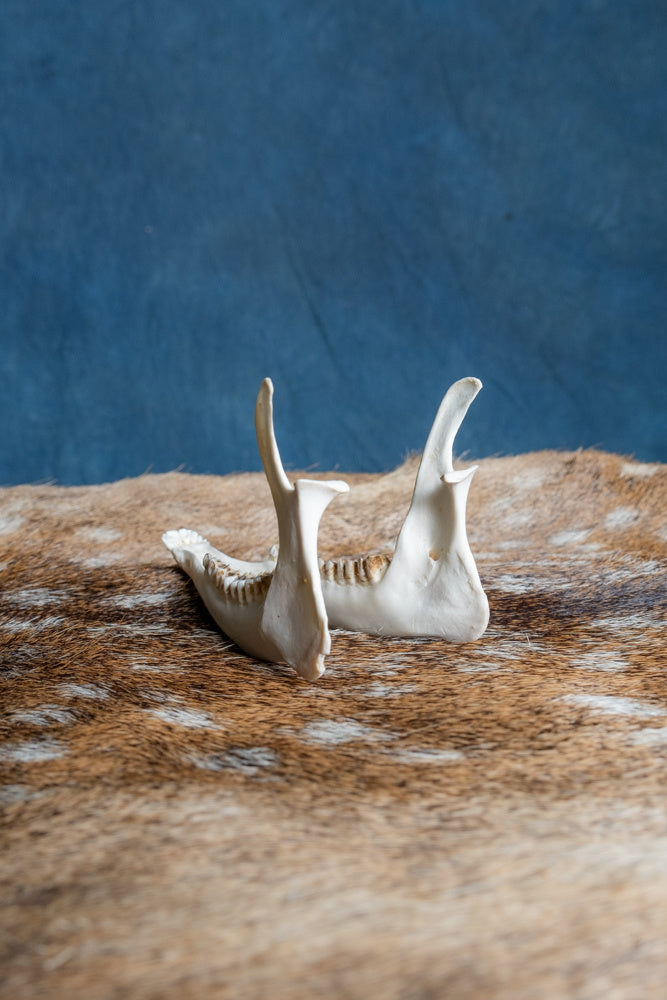 Lower jaw of roe deer