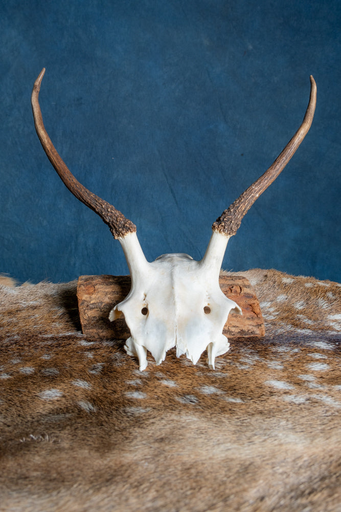 Czaszka jelenia szlachetnego Cernunnos