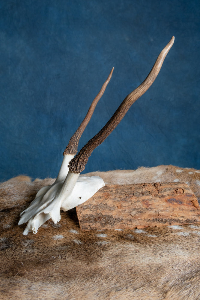 Czaszka jelenia szlachetnego Cernunnos