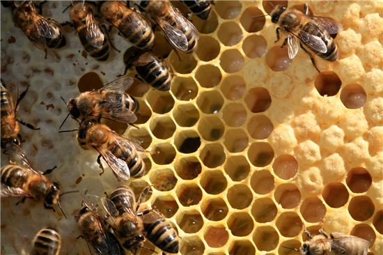 Doppat bivaxljus 30 cm