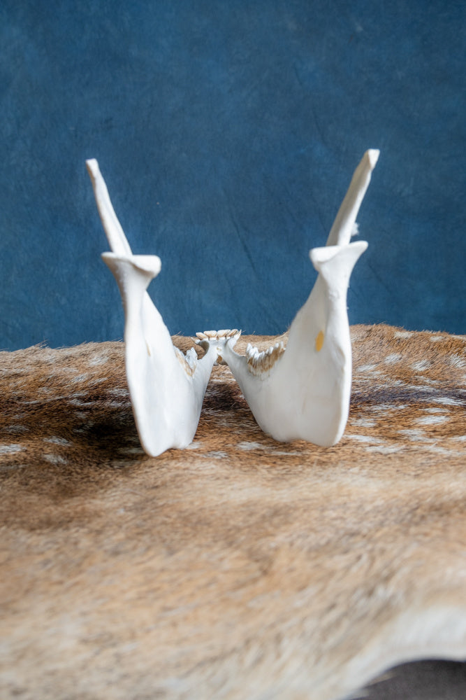 Underkäke kronhjort