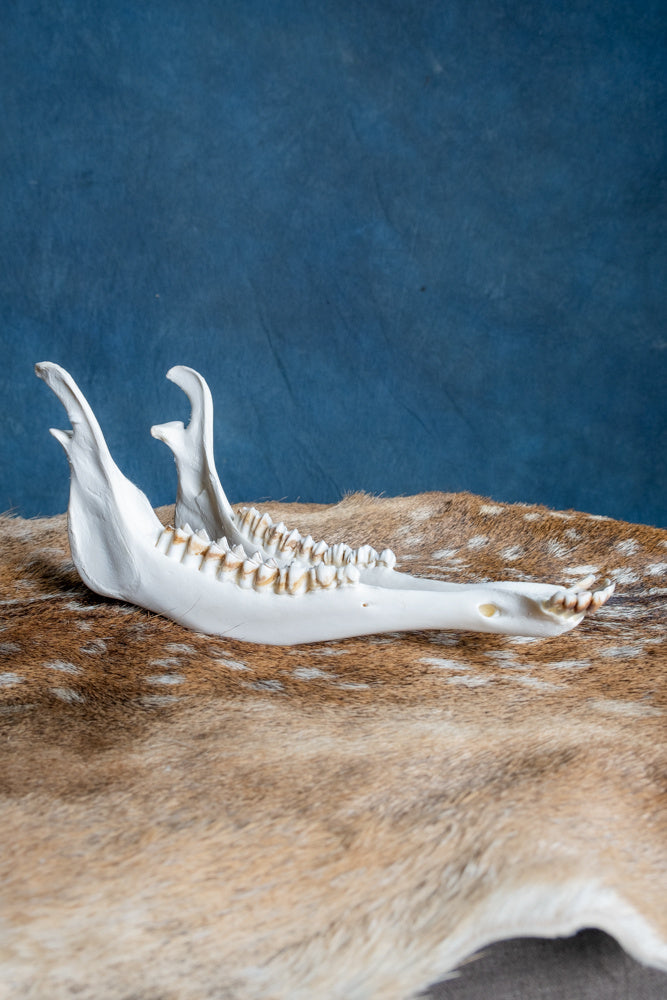 Lower jaw of red deer