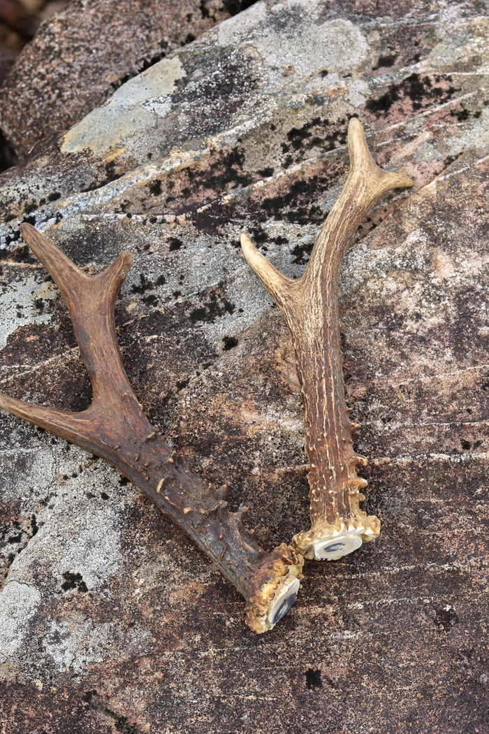 Set of 2 antlers