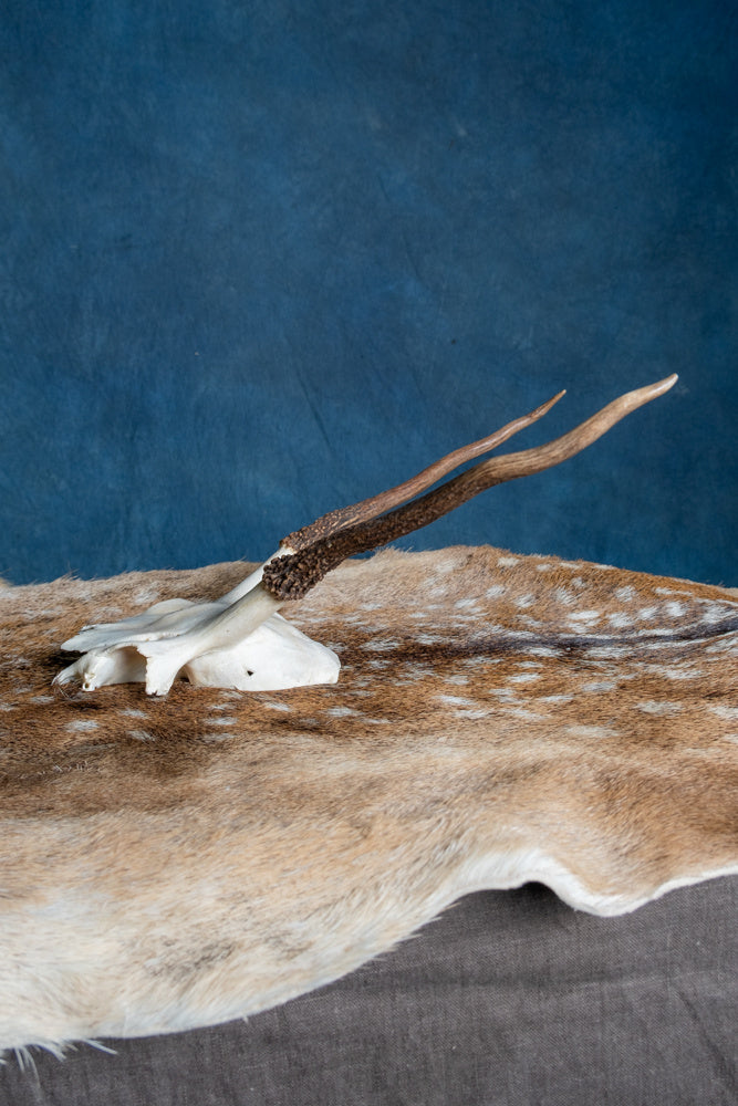 Czaszka jelenia szlachetnego Cernunnos