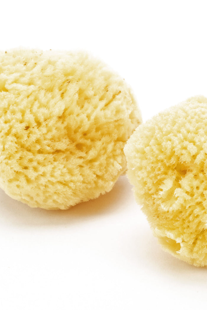 Esponja natural del mar, juego de 2